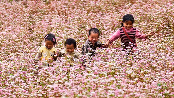 Mùa hoa tam giác mạch đã trở thành sản phẩm du lịch đặc sắc của Hà Giang. Ảnh: Minh Quân