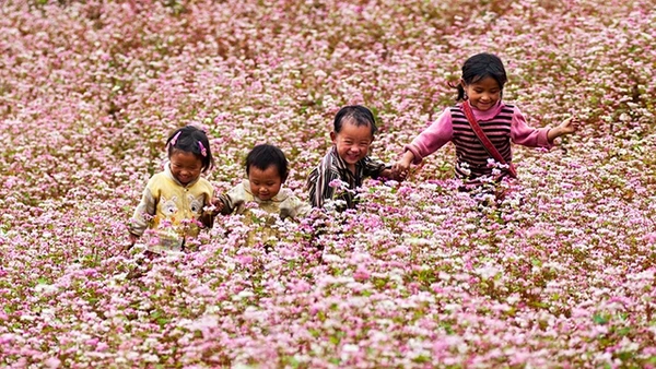 Mùa hoa tam giác mạch đã trở thành sản phẩm du lịch đặc sắc của Hà Giang. Ảnh: Minh Quân