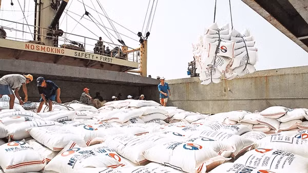 Bốc xếp gạo xuất khẩu.