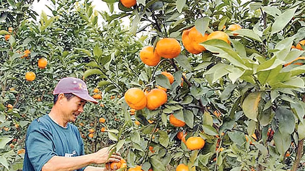 Sản phẩm cam đường của xã Kim An, huyện Thanh Oai được một số chuỗi cửa hàng kinh doanh nông sản sạch và siêu thị ký hợp đồng tiêu thụ sản phẩm. Ảnh: THÁI HIỀN