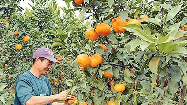 Sản phẩm cam đường của xã Kim An, huyện Thanh Oai được một số chuỗi cửa hàng kinh doanh nông sản sạch và siêu thị ký hợp đồng tiêu thụ sản phẩm. Ảnh: THÁI HIỀN