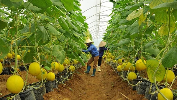 Quy hoạch vùng nông nghiệp ứng dụng công nghệ cao theo hướng sản xuất hàng hóa lớn. Ảnh: MINH NGUYÊN