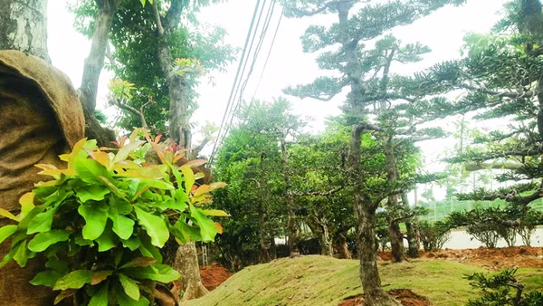 Rừng lạ ở thủ đô & người đưa cây về phố