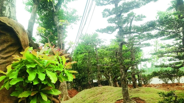 Rừng lạ ở thủ đô & người đưa cây về phố