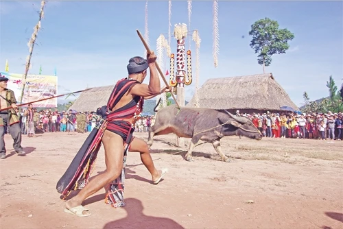 Lễ hội đâm trâu ở Tây Giang (Quảng Nam). Ảnh: THU CÚC