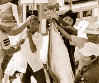 Niềm vui được mùa cá.