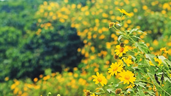 Hoa dã quỳ ở Đà Lạt.