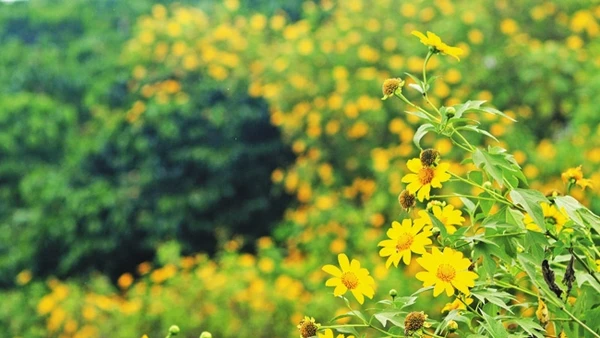 Hoa dã quỳ ở Đà Lạt.