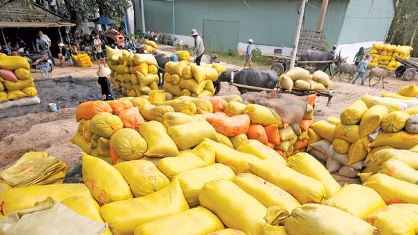  Lúa thu hoạch được tập trung về kho tại huyện Tân Hồng - Đồng Tháp. Ảnh: lê hồng linh