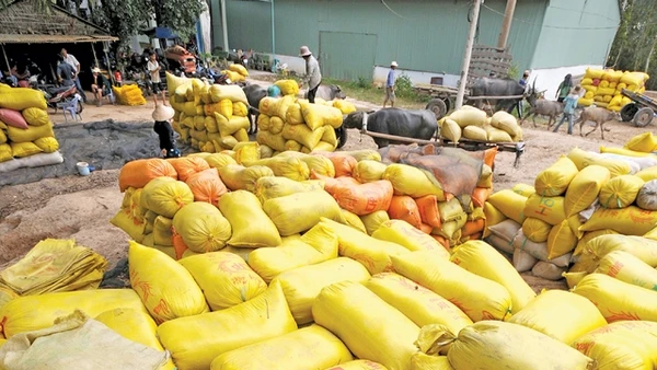  Lúa thu hoạch được tập trung về kho tại huyện Tân Hồng - Đồng Tháp. Ảnh: lê hồng linh