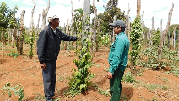 Già Kpă Phái (bên trái) chia sẻ kinh nghiệm trồng hồ tiêu cho người dân.
