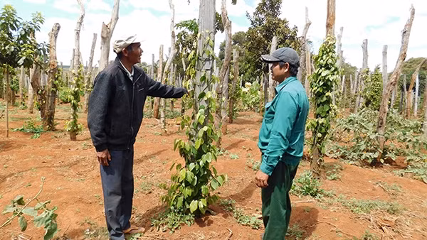 Già Kpă Phái (bên trái) chia sẻ kinh nghiệm trồng hồ tiêu cho người dân.