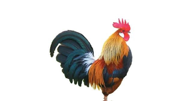 Con gà trống của người Dao 