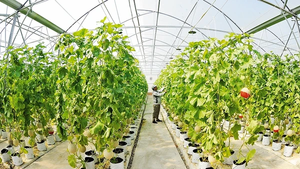 Trồng dưa lưới trong nhà kính ứng dụng công nghệ cao tại Công ty cổ phần đầu tư và xây dựng Delco (Bắc Ninh).