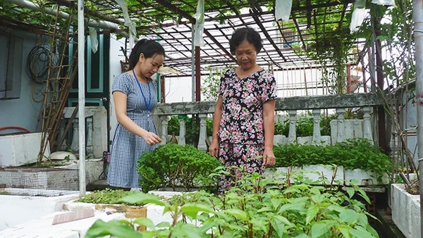 Vườn trên gác đủ cho nhiều nhà có rau sạch đón Tết.