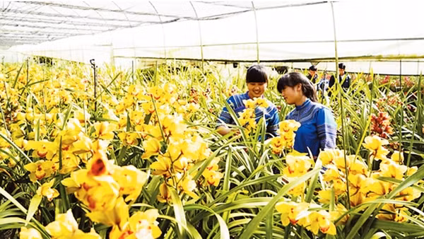 Mô hình trồng hoa ứng dụng công nghệ cao tại huyện Bắc Hà (Lào Cai). Ảnh: NGỌC BẰNG