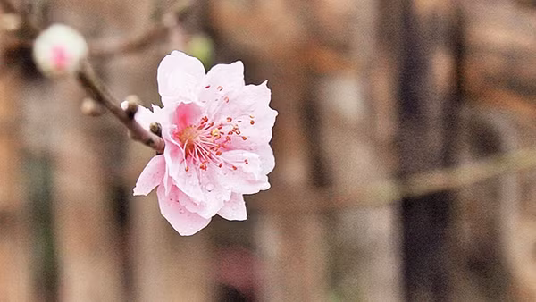 Như giấc đào phai