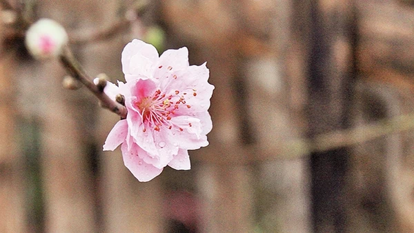 Như giấc đào phai