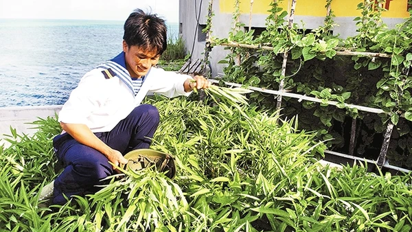 Chiến sĩ Trường Sa chăm sóc vườn rau xanh.