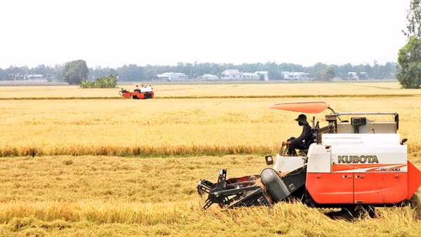 Những cánh đồng vàng vùng Châu thổ Cửu Long.