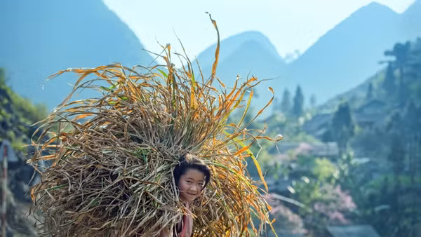 “Hoa của Mỷ” chụp năm 2018