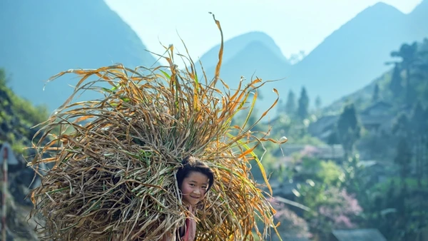 “Hoa của Mỷ” chụp năm 2018