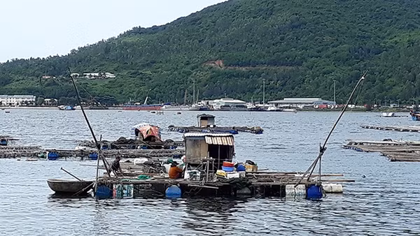 Nhiều hộ nuôi cá bè cố gắng vượt qua khó khăn để mưu sinh.