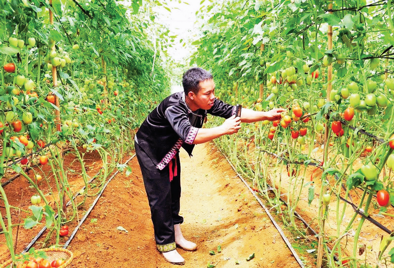 Members of Van Ho Retreat Cooperative livestream to promote products on social networks. (Photo by Thanh Huyen) 2025-09-26-19h35-19.png