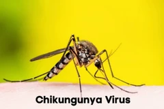 [Video] Nga ghi nhận ca sốt chikungunya nhập cảnh đầu tiên năm 2025