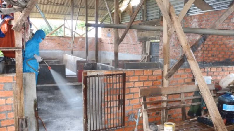 Các lực lượng chức năng phun hóa chất khử trùng, xử lý môi trường chuồng trại chăn nuôi.