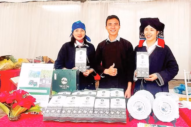 Sản phẩm được chế biến từ cây chè Shan tuyết cổ thụ Tả Củ Tỷ có giá trị kinh tế cao.