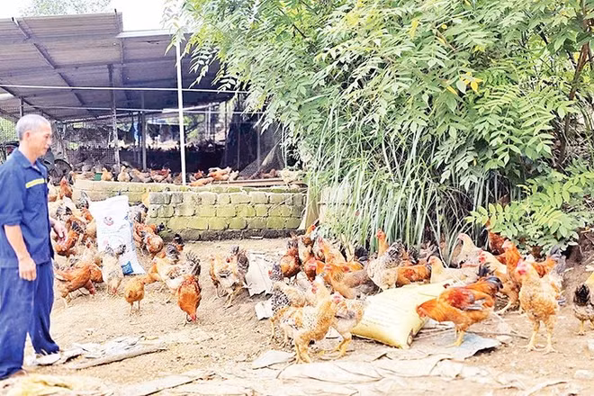 Mô hình nuôi gà của anh Trần Văn Thoòng ở thôn Khe Lánh, xã Bình Liêu cho hiệu quả kinh tế cao.