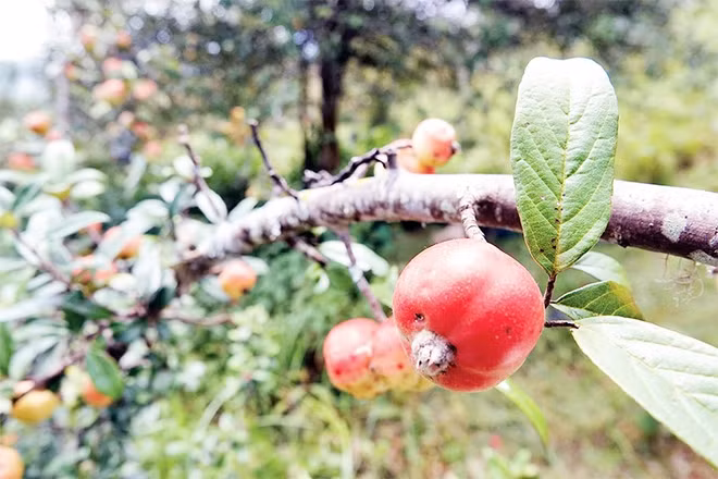 Quả sơn tra vào mùa thu hoạch.