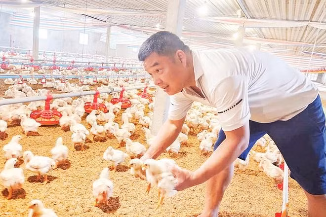 Anh Nguyễn Văn Huy kiểm tra quá trình sinh trưởng của gà nuôi.