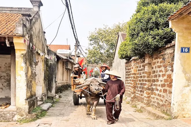 Dịch vụ trải nghiệm xe trâu tạo thêm sức hút cho làng cổ Đường Lâm.