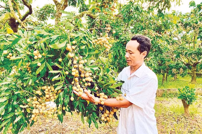 Nông dân xã Khoái Châu, tỉnh Hưng Yên chuyển đổi sang trồng nhãn cho thu nhập cao.