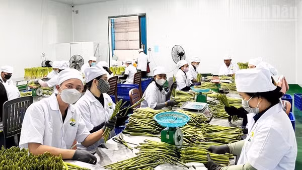 Công nhân của Công ty trách nhiệm hữu hạn Linh Đan Ninh Thuận phân loại chất lượng sản phẩm măng tây xanh sau thu hoạch để cung ứng ra thị trường và xuất khẩu. (Ảnh: TUẤN HỮU)