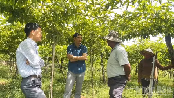 Vườn chanh dây rộng 1ha của ông Vari Nhông Phong ở thôn Ú, xã Anh Dũng, tỉnh Khánh Hòa đang mở ra một hướng sản xuất cây trồng mới, đem lại hiệu quả kinh tế cao. (Ảnh: NGUYỄN TRUNG)