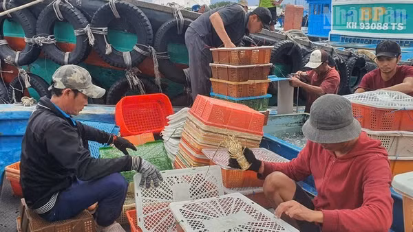 Nông dân nuôi tôm hùm thương phẩm tại vịnh Cam Ranh, tỉnh Khánh Hòa vào vụ thu hoạch. (Ảnh: Cộng tác viên)
