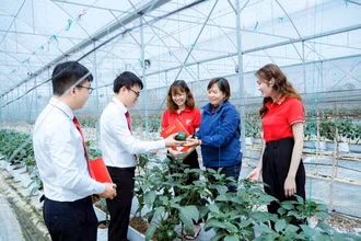 Gói vay ưu đãi về “Tín dụng xanh” khuyến khích khách hàng đầu tư nông nghiệp công nghệ cao. (Ảnh KHẢI CA)