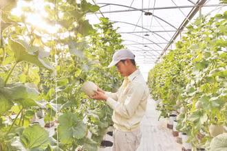 Sử dụng hệ thống tưới nhỏ giọt và kiểm soát dinh dưỡng trong trồng dưa lưới tại trang trại thông minh Delco Farm tại Bắc Ninh. (Ảnh: ĐĂNG ANH)