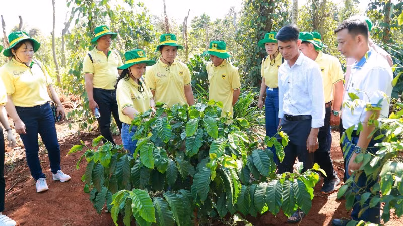 Chương trình canh tác cà-phê thông minh góp phần thực hiện chiến lược xanh hóa và giảm phát thải khí nhà kính của Bình Điền, hướng tới nền nông nghiệp bền vững.