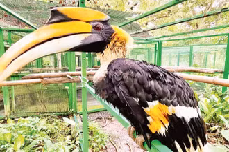 Cá thể chim hồng hoàng được nuôi dưỡng, chăm sóc tại Vườn quốc gia Cát Tiên.