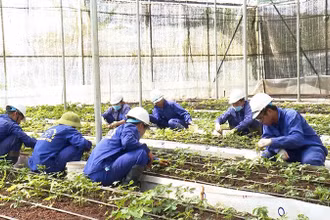 Nhà màng trồng sâm Ngọc Linh của Công ty cổ phần Rượu Sâm Ngọc Linh Kon Tum.