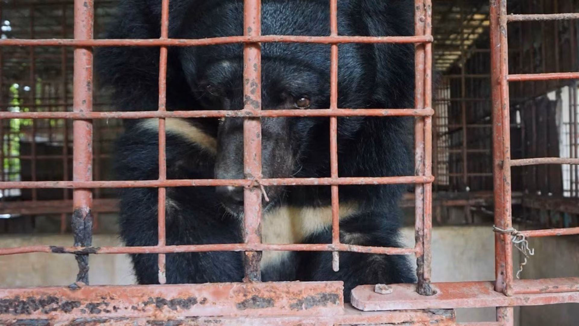 Việc nuôi nhốt gấu, đặc biệt là nuôi nhốt để lấy mật không chỉ không bảo đảm an toàn và phúc lợi cho gấu mà còn là hành vi vi phạm pháp luật. (Ảnh minh họa: ENV)