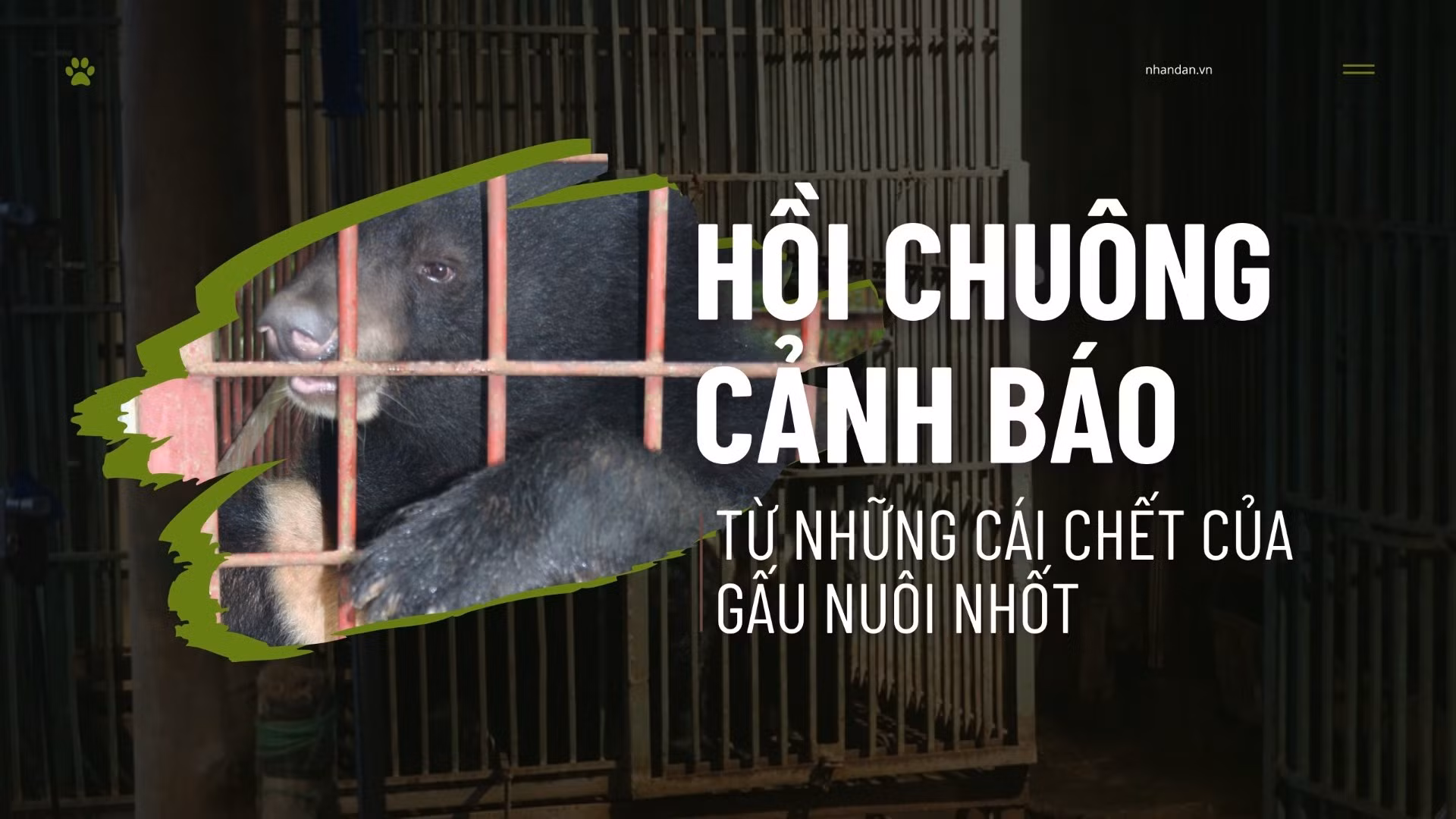 Hồi chuông cảnh báo từ những cái chết của gấu nuôi nhốt