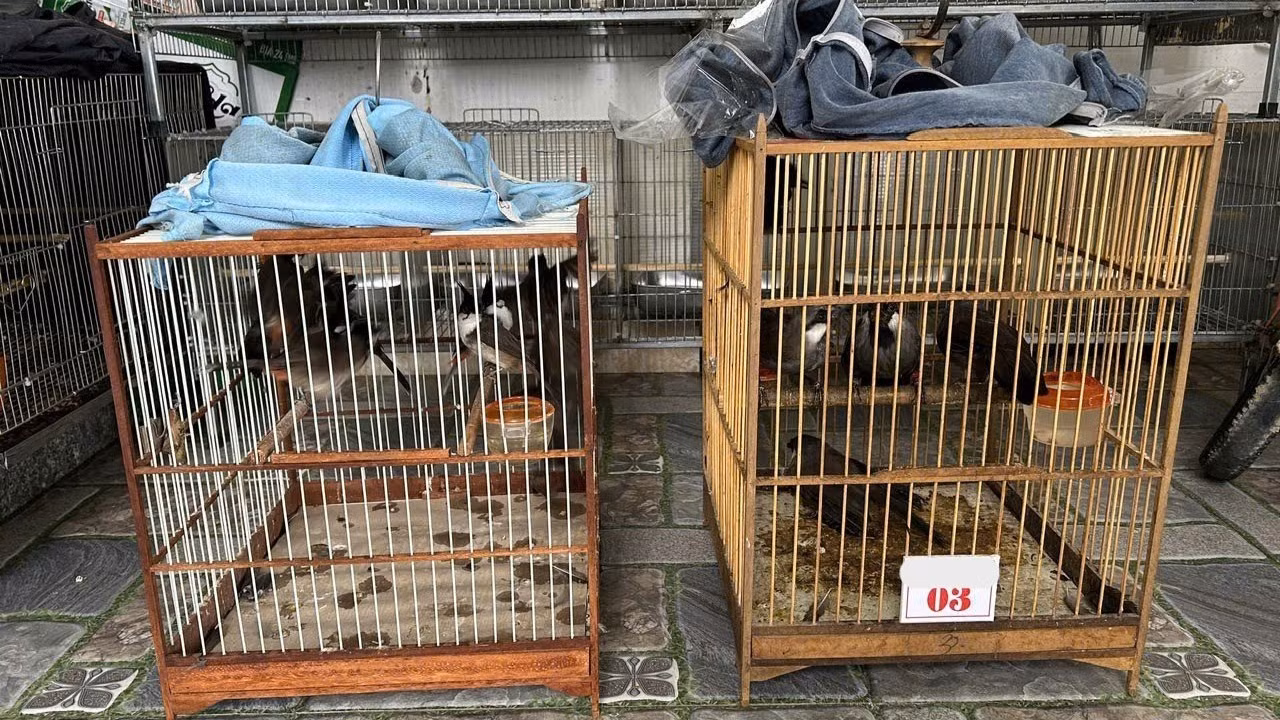 Lực lượng chức năng thành phố Huế tịch thu nhiều cá thể chim hoang dã tại nhà riêng của một người buôn bán chim cảnh, sau khi nhận được tin báo từ người dân về các bài đăng rao bán chim trái phép trên mạng xã hội của người này. (Ảnh: ENV)