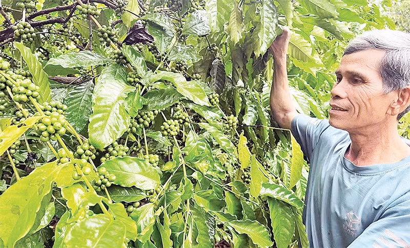 Già làng Rơ Mah Blơi luôn gương mẫu trong việc phát triển kinh tế-xã hội ở địa phương.