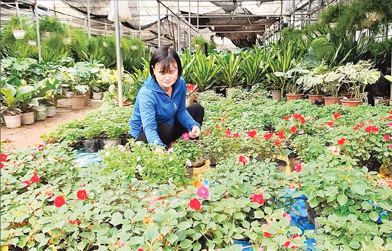 Nghề trồng hoa ở xã Phụng Công, tỉnh Hưng Yên.