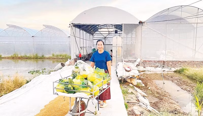 Xã Trường Tân có hơn 97 ha nhà màng, nhà lưới, mỗi năm thu lãi gần 100 tỷ đồng (Ảnh QUỐC VINH)